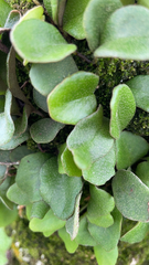 Pyrrosia eleagnifolia