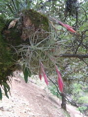 Tillandsia arroyoensis