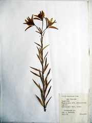 Lilium concolor partheneion