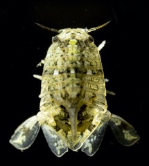 Isocladus dulciculus