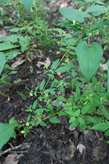 Lysimachia radicans