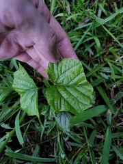 Clerodendrum paniculatum