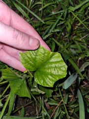 Clerodendrum paniculatum
