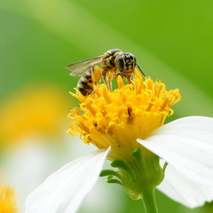 Ceratina fuliginosa