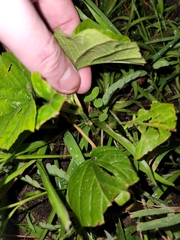 Clerodendrum paniculatum