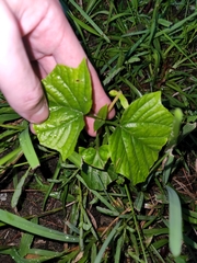 Clerodendrum paniculatum
