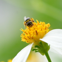 Ceratina fuliginosa