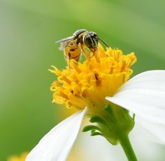 Ceratina fuliginosa
