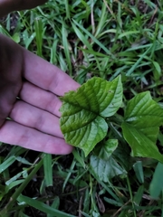 Clerodendrum paniculatum
