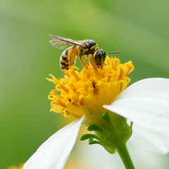 Ceratina fuliginosa