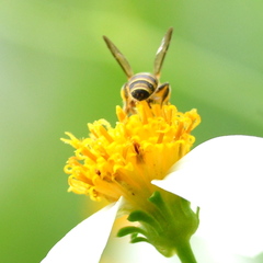 Ceratina fuliginosa
