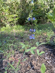 Penstemon euglaucus