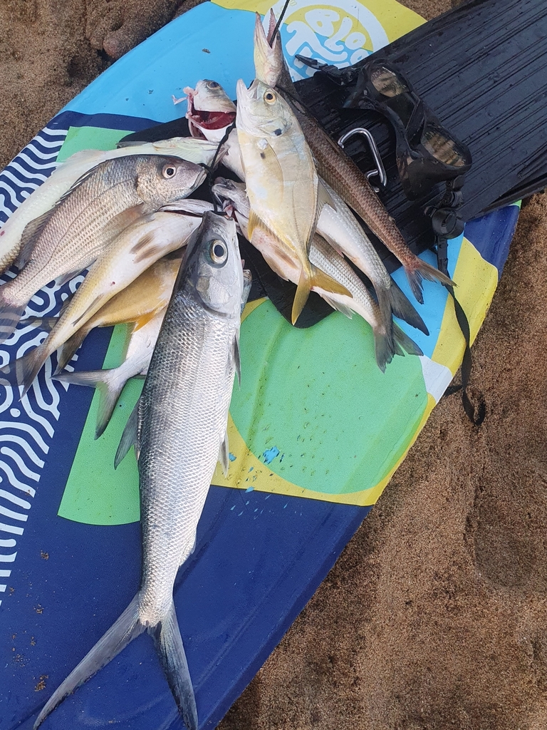 Milkfish