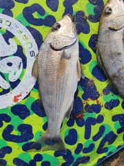 Haemulopsis leuciscus