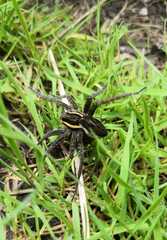 Dolomedes fimbriatus