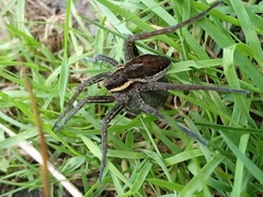 Dolomedes fimbriatus
