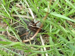 Dolomedes fimbriatus