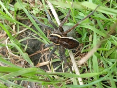 Dolomedes fimbriatus