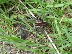 Dolomedes fimbriatus