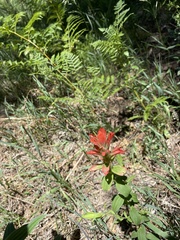 Castilleja nelsonii