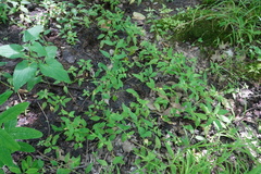 Lysimachia radicans