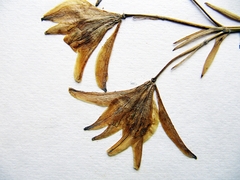 Lilium concolor partheneion