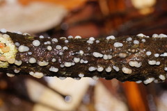 Helicogloea