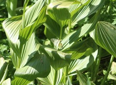 Anthocharis julia stella