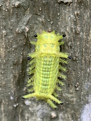 Parasa pastoralis