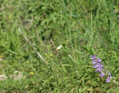 Anthocharis julia sulfuris