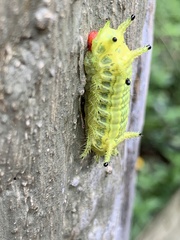 Parasa pastoralis