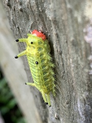 Parasa pastoralis