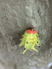Parasa pastoralis