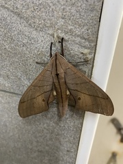 Marumba cristata