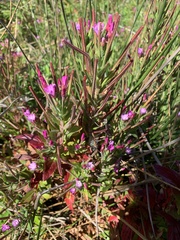 Epilobium obcordatum