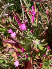 Epilobium obcordatum