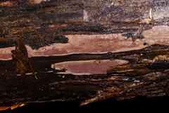 Hypoxylon rubiginosum