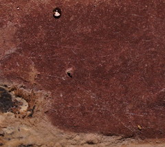 Hypoxylon rubiginosum