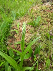 Platanthera dilatata