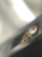 Climacia californica