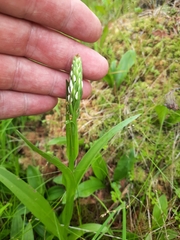 Platanthera dilatata