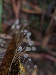 Mycena maldea