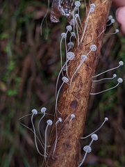 Mycena maldea