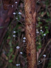 Mycena maldea