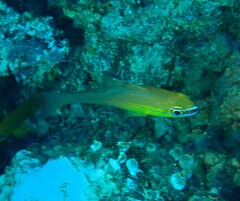 Ostorhinchus apogonoides