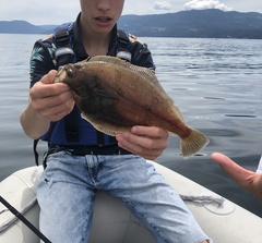 Citharichthys sordidus