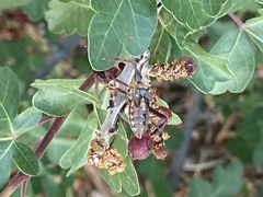 Leptoglossus clypealis