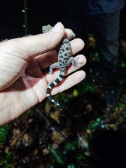 Cyrtodactylus irregularis