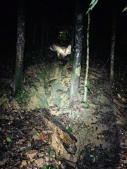 Cyrtodactylus irregularis