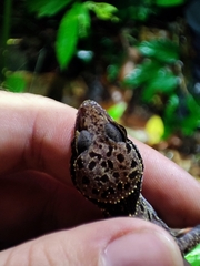 Cyrtodactylus irregularis